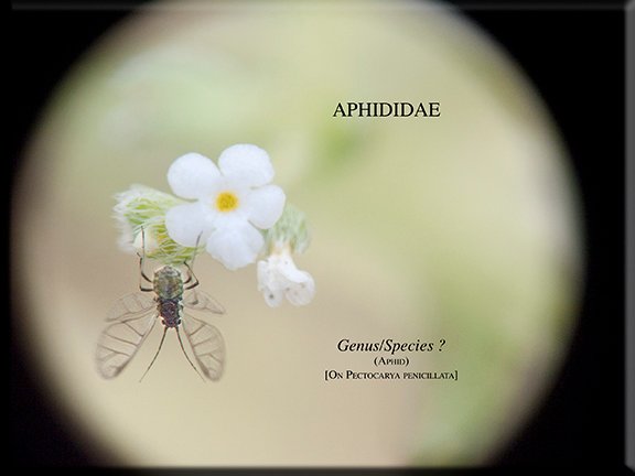 Aphid sp